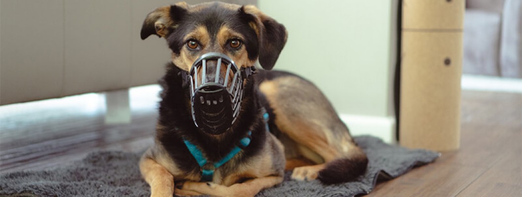 Comfortable dog muzzle from China Comfortable dog muzzle from China