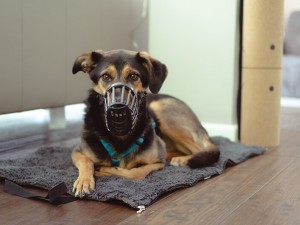 Comfortable dog muzzle from China
