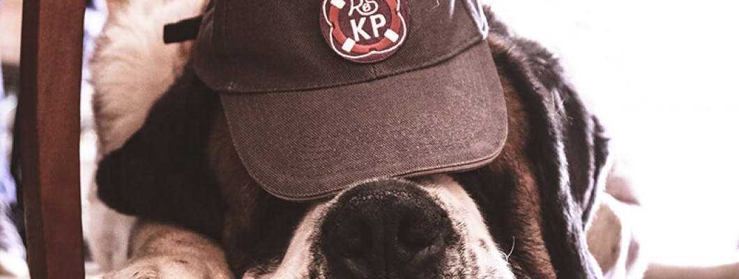 Choosing the Perfect Animal Baseball Cap: Tips and Ideas for Animal Lovers