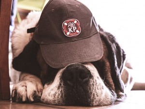 Choosing the Perfect Animal Baseball Cap: Tips and Ideas for Animal Lovers