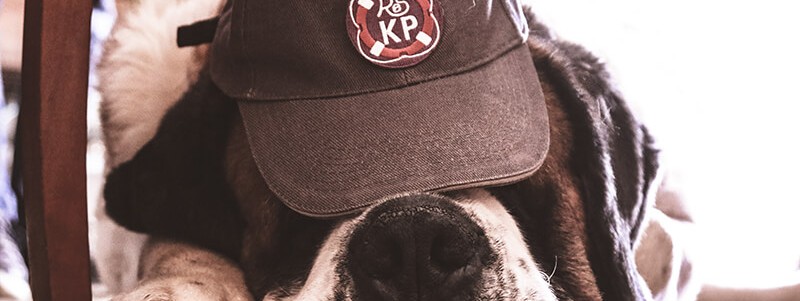 Choosing the Perfect Animal Baseball Cap: Tips and Ideas for Animal Lovers