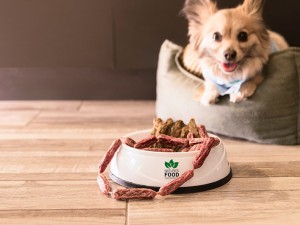 Portable Pet Bowls: The Perfect Companion for On-the-Go Pet Parents