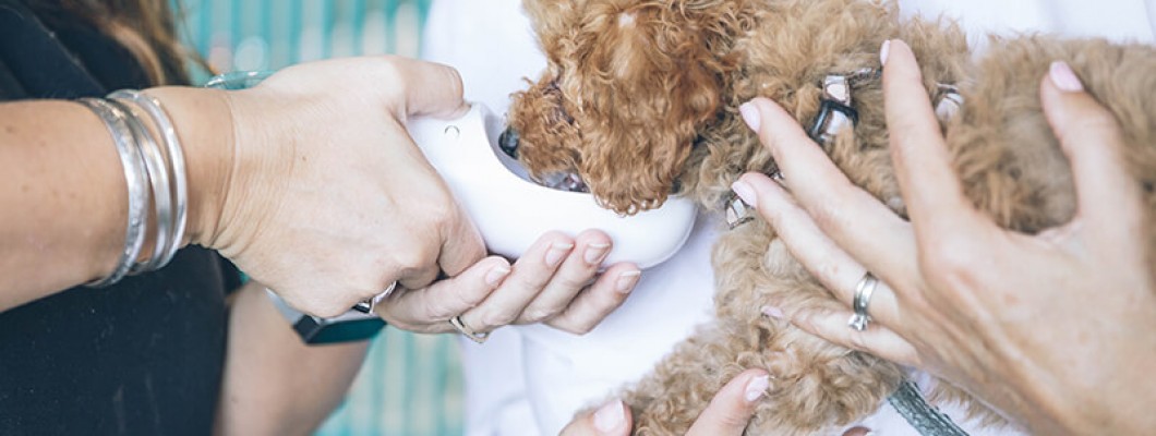Hydration on the Move: The Convenience of the Portable Pet Water Bottle Hydration on the Move: The Convenience of the Portable Pet Water Bottle