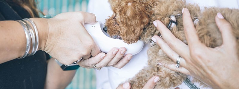 Hydration on the Move: The Convenience of the Portable Pet Water Bottle