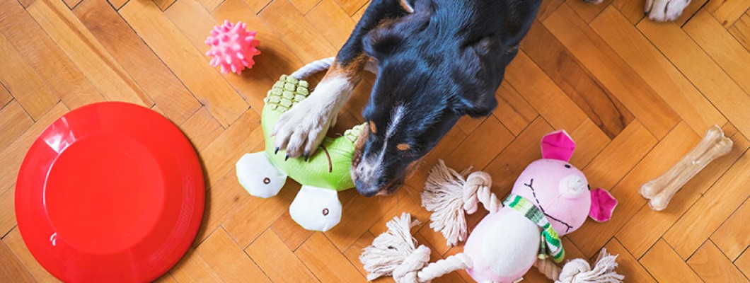Choosing the Perfect Pet Dog Toy: Ensuring Fun and Mental Stimulation Choosing the Perfect Pet Dog Toy: Ensuring Fun and Mental Stimulation