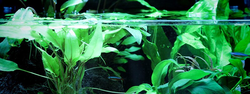 The Wonders of Aquatic Plants in Your Fish Tank
