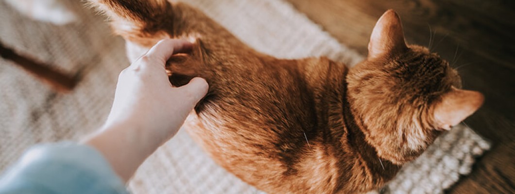 The Benefits of Using Pet Urine Pads for House Training and Cleanliness The Benefits of Using Pet Urine Pads for House Training and Cleanliness