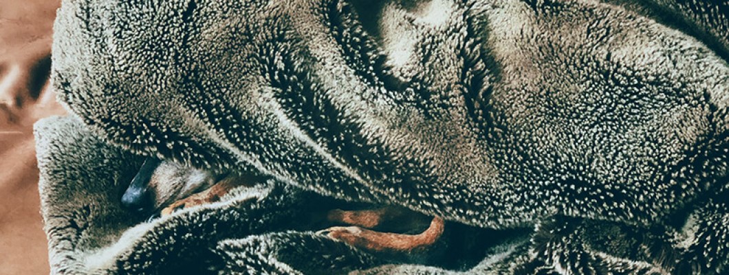 Introducing the Luxurious and Cozy Cashmere Wool Blanket Introducing the Luxurious and Cozy Cashmere Wool Blanket