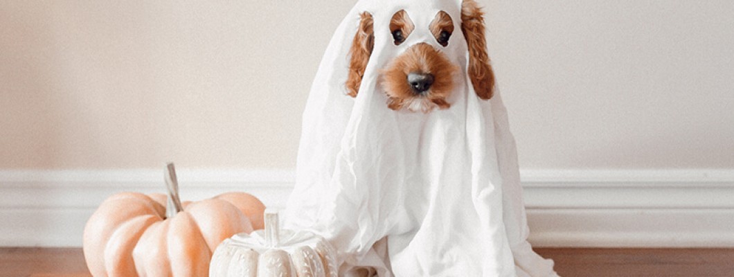 Including Your Pet in Halloween Festivities Including Your Pet in Halloween Festivities