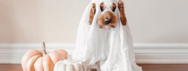 Including Your Pet in Halloween Festivities