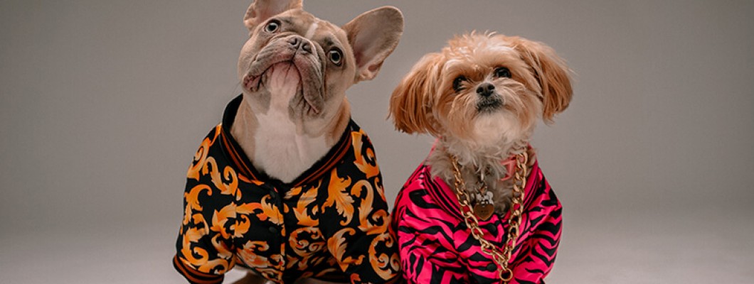 Pet Clothes: Keeping Your Furry Friends Warm and Stylish Pet Clothes: Keeping Your Furry Friends Warm and Stylish