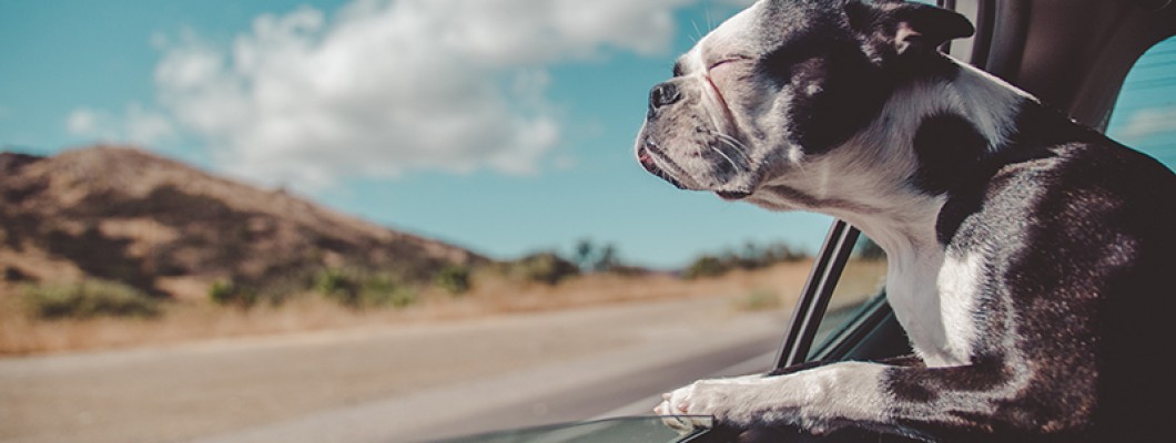 Travel in Comfort and Safety with a Car Pet Bed