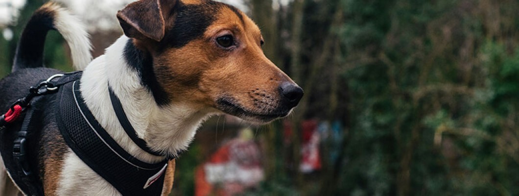Discover Pet Comfort and Style with Our Chest and Back Harness Collection Discover Pet Comfort and Style with Our Chest and Back Harness Collection