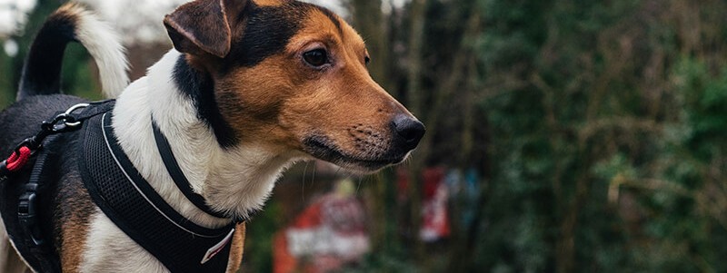 Discover Pet Comfort and Style with Our Chest and Back Harness Collection