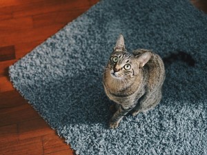 Discover Taobao's Best Deals: Premium Pet Mats at Unbeatable Prices