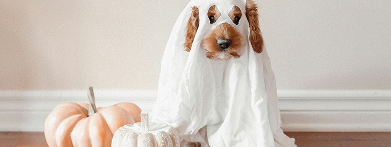 Taobao Halloween Pet Costume Procurement Service