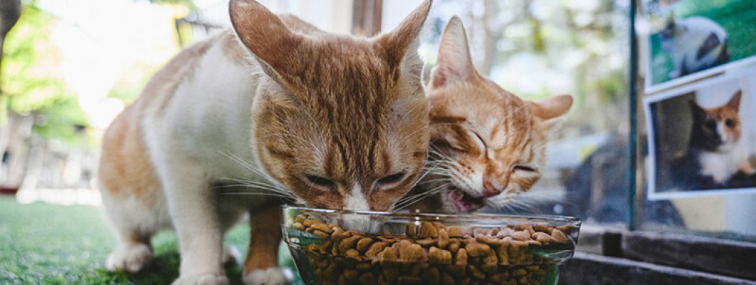 Smart Pet Feeders from Taobao: Seamless Global Sourcing with OpenChinaCart