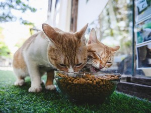 Smart Pet Feeders from Taobao: Seamless Global Sourcing with OpenChinaCart